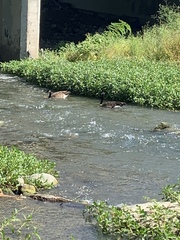 Branta canadensis