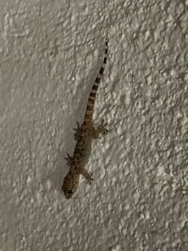 Mediterranean House Gecko