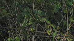 Machaerium condensatum