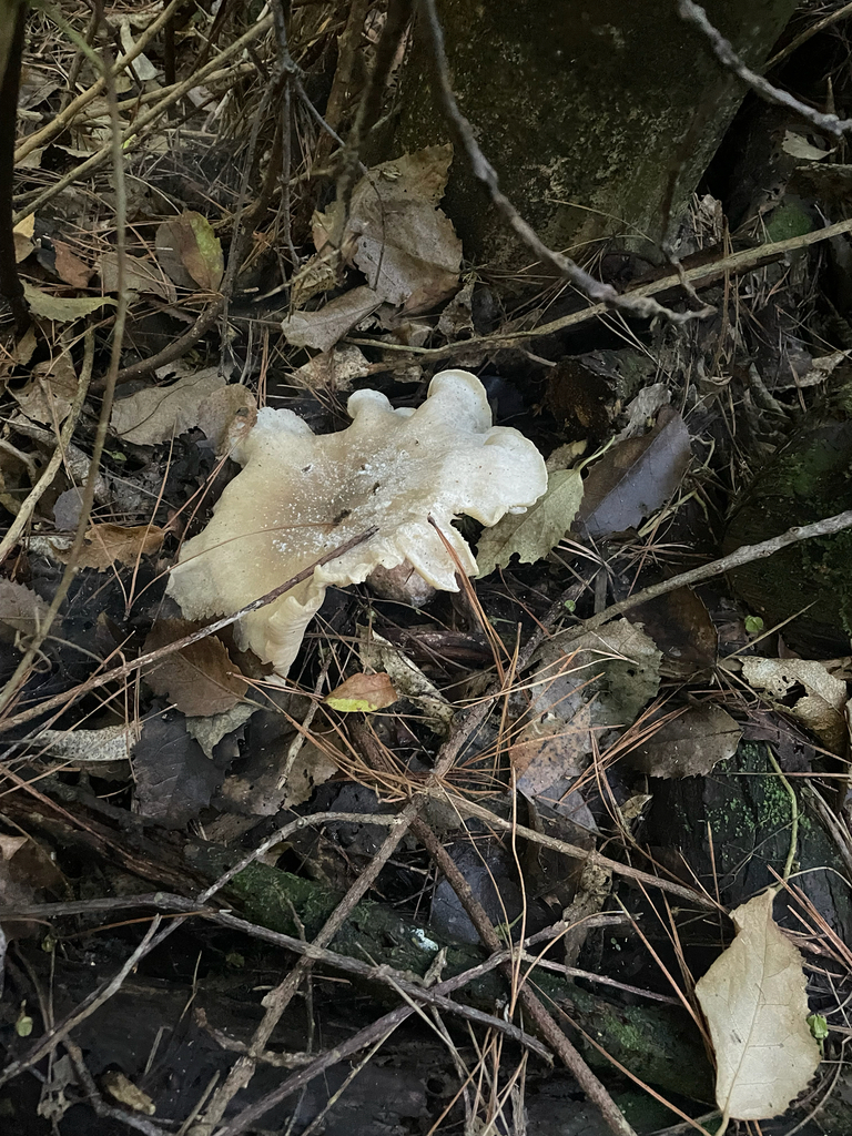Clitocybe nebularis · April 2025 · photo: © kylie21571 (iNaturalist, cc0)