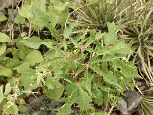 Image of Manihot davisiae by (c) Sue Carnahan, some rights reserved (CC BY)