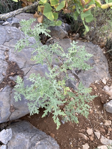 Image of Hedosyne ambrosiifolia by (c) Sue Carnahan, some rights reserved (CC BY)