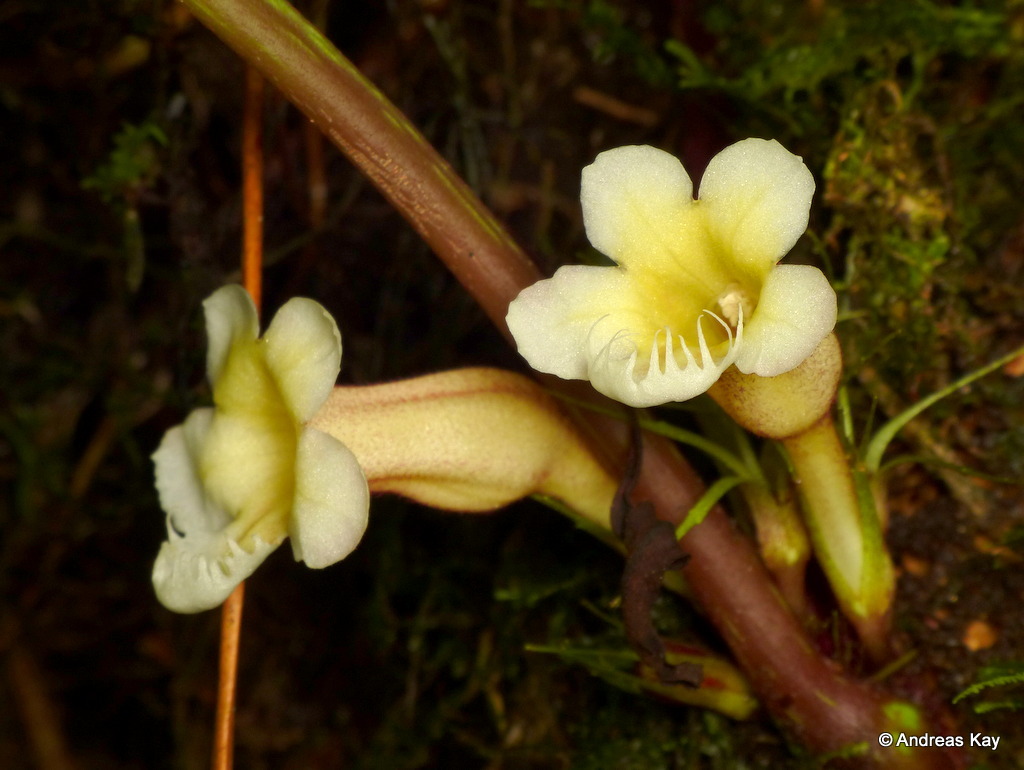 Paradrymonia ciliosa