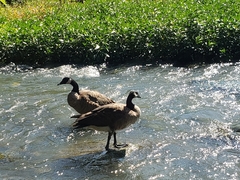 Branta canadensis