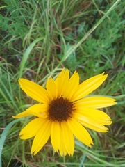 Helianthus heterophyllus