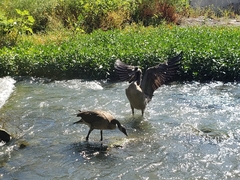 Branta canadensis