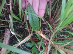 Helianthus heterophyllus