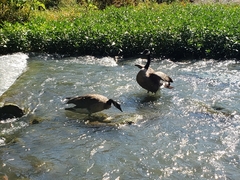 Branta canadensis