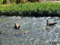 Branta canadensis