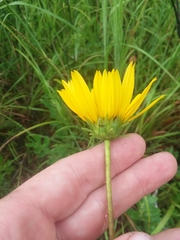 Helianthus heterophyllus
