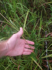Helianthus heterophyllus