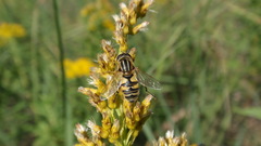 Helophilus latifrons