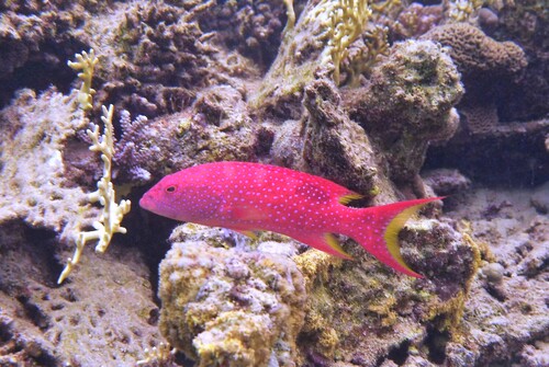 Yellow-edged Lyretail — seen at this dive site