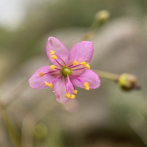 Talinum sonorae (Talinum sonorae)