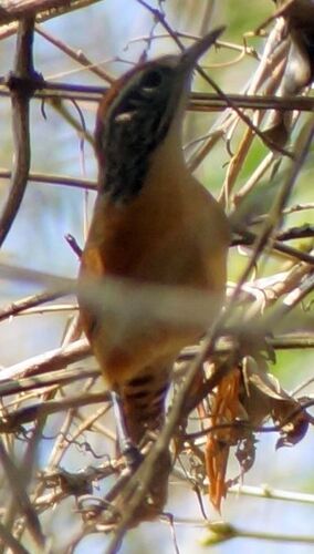 Happy Wren (Pheugopedius felix), photo 8