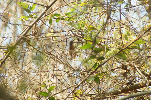 Happy Wren (Pheugopedius felix), photo 9