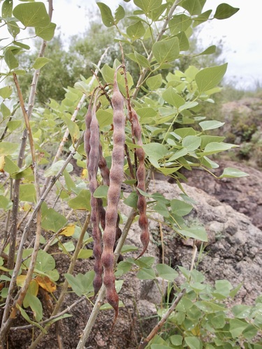 Image of Erythrina flabelliformis by (c) Sue Carnahan, some rights reserved (CC BY)