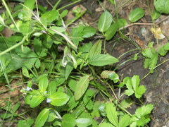 Epilobium roseum