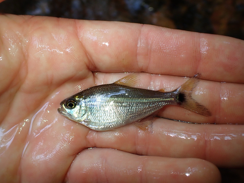 Georgia tetra (Moenkhausia georgiae) — Characidae — 2