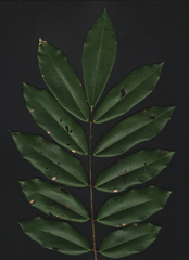 Machaerium condensatum