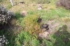 Rumex usambarensis
