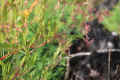 Rumex usambarensis