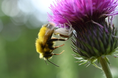 Bombus haematurus