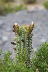 Trichocereus chiloensis chiloensis