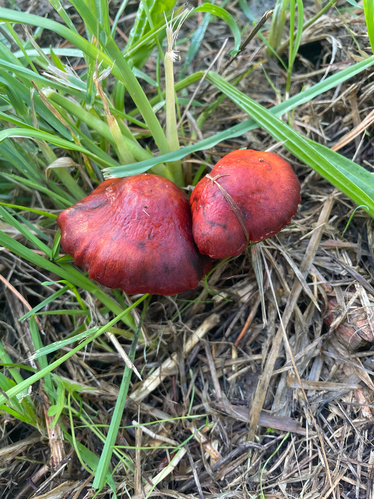 Leratiomyces ceres · April 2025 · photo: © kylie21571 (iNaturalist, cc0)