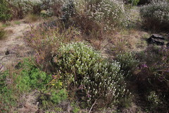 Metalasia pulchella
