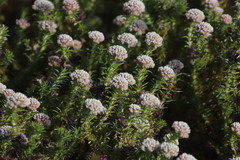 Metalasia pulchella