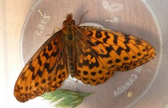 Boloria epithore