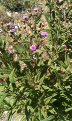 Vernonia greggii