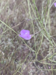 Agalinis strictifolia