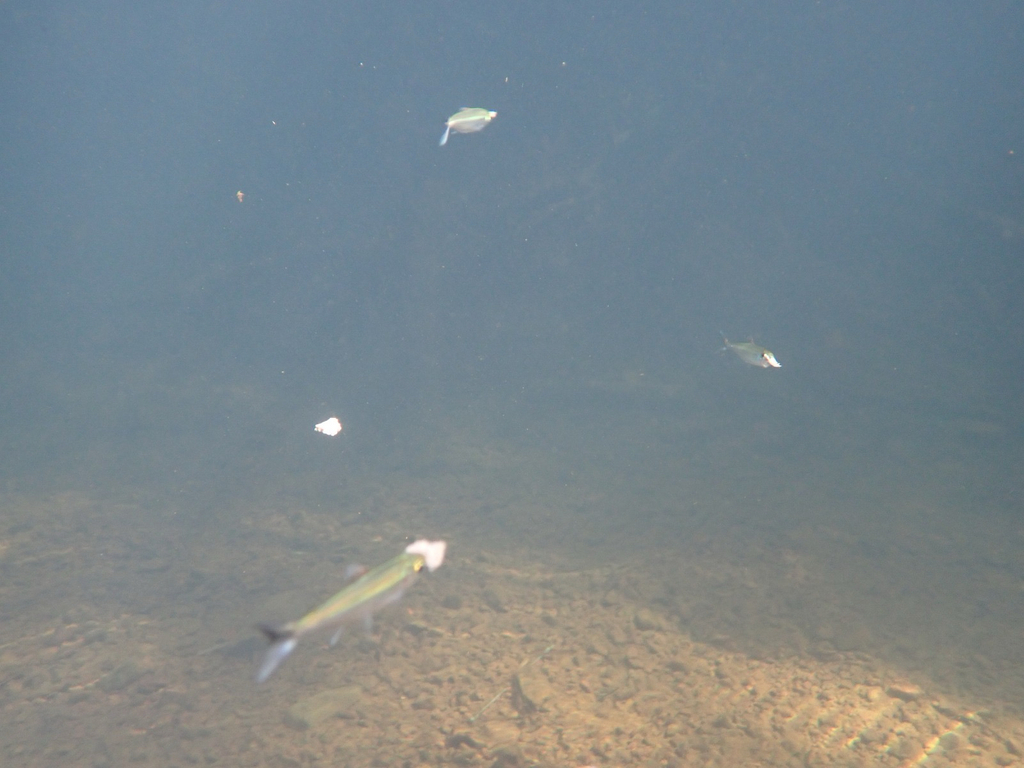 Tailspot tetra (Bryconops caudomaculatus) — Iguanodectidae