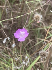 Agalinis strictifolia