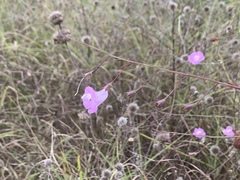 Agalinis strictifolia