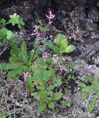 Fumaria muralis muralis