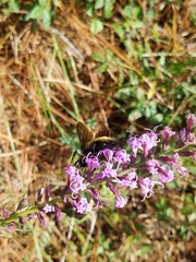 Liatris acidota