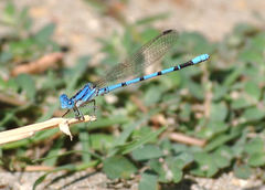 Argia nahuana