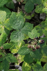 Rubus tuberculatus