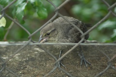 Molothrus aeneus