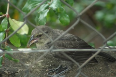 Molothrus aeneus