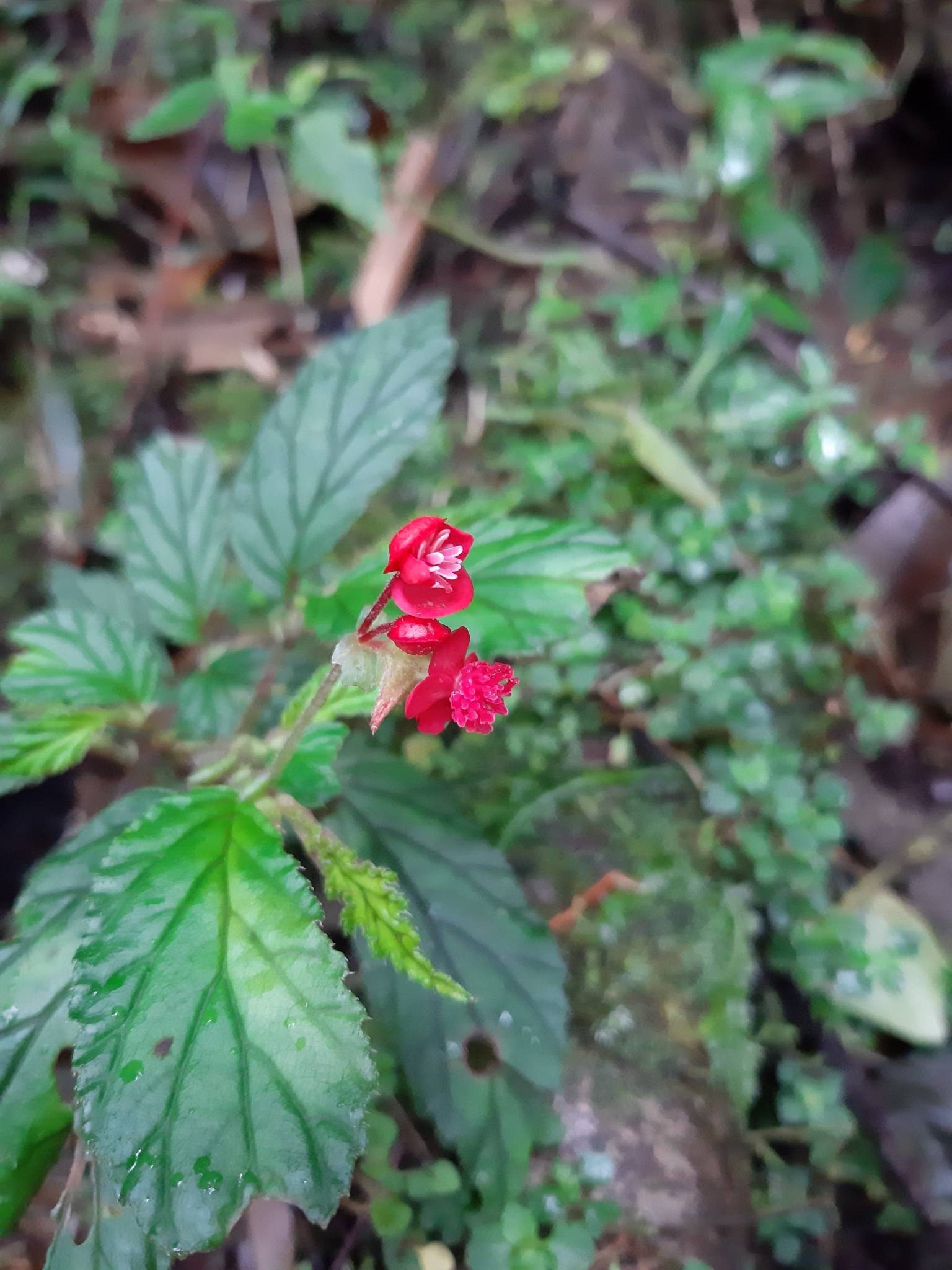 Begonia image