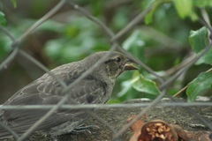 Molothrus aeneus