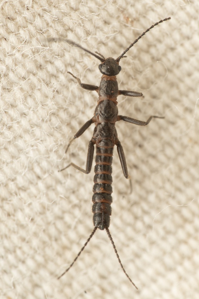 Colusa Snowfly