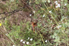 Diogmites angustipennis
