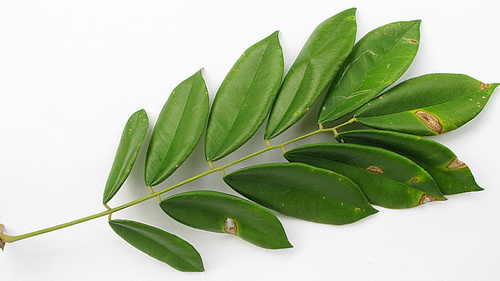 Machaerium condensatum · iNaturalist