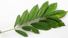 Machaerium condensatum