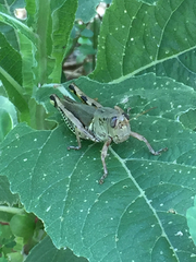 Orthoptera